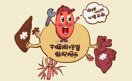 为什么细胞储存成为新时代每个家庭的刚需？怎